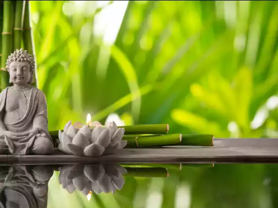 Ling-Chi-Heilmeditation mit der WU-Expertenführerin Carole Park